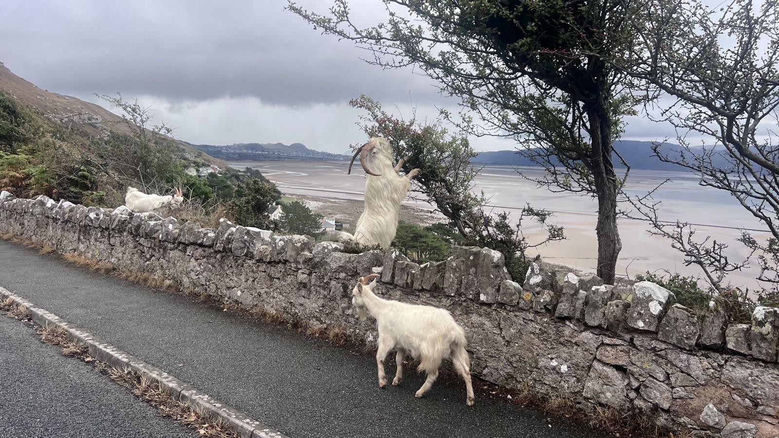 Wild goats on the Great Orme above Llandudno